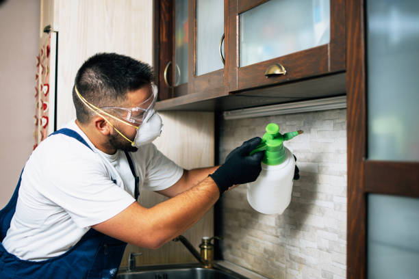 Best Affordable Pest Control Services  in Carlyss, LA
