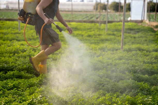 Reliable Carlyss, LA Pest Control Solutions