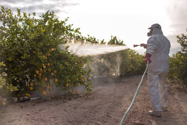 Best Termite Control Services  in Carlyss, LA