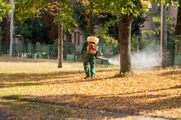 Best Local Pest Control Services  in Carlyss, LA