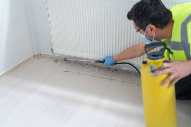 Best Affordable Pest Control Services  in Carlyss, LA